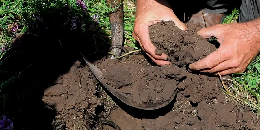 Illustrative image of Organic soil management in Liverpool